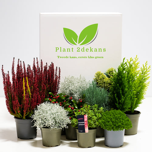Buitenplanten Kneusjes box (8 stuks)
