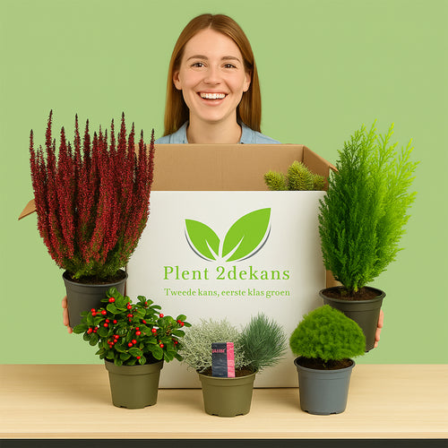 Buitenplanten  Kneusjes box (6 stuks)