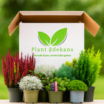 Buitenplanten Kneusjes box (8 stuks)