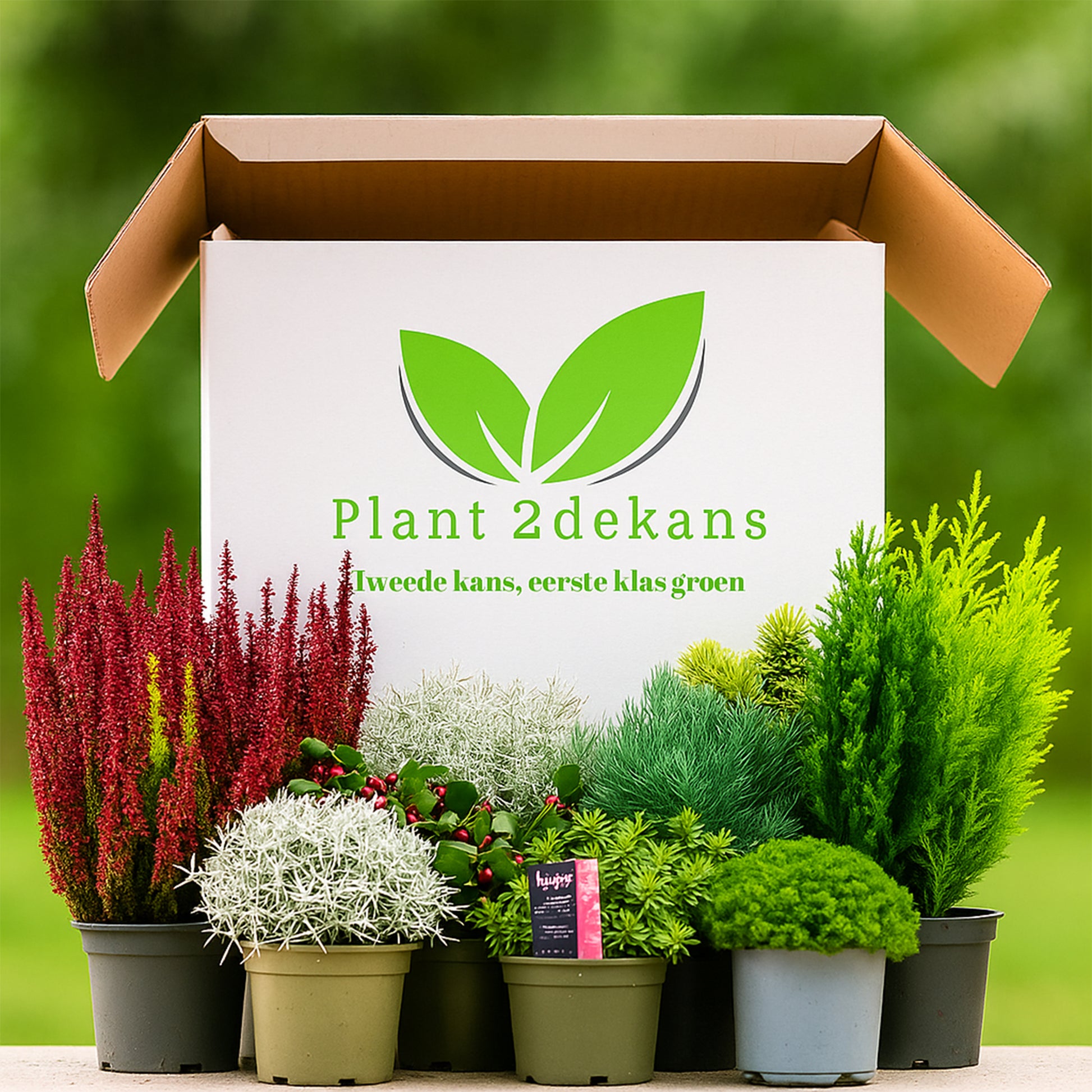 Buitenplanten Kneusjes box (12 stuks)