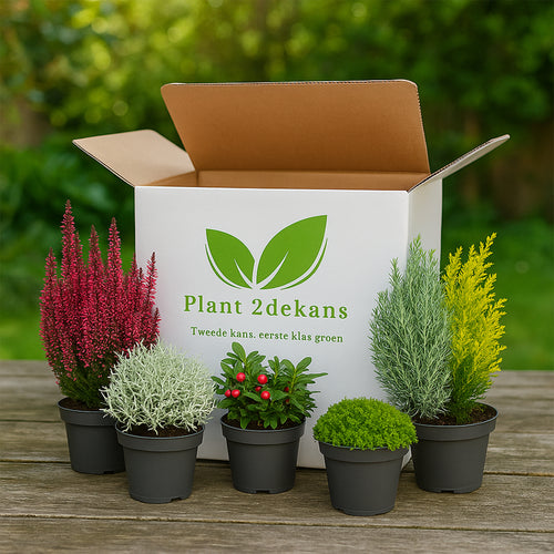 Buitenplanten  Kneusjes box (6 stuks)