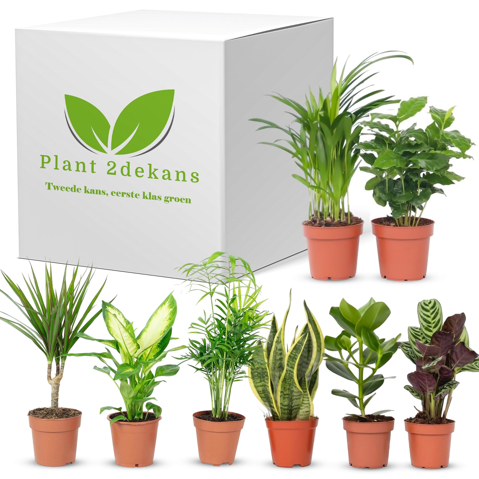 Kamerplanten Kneusjes box (8 stuks)