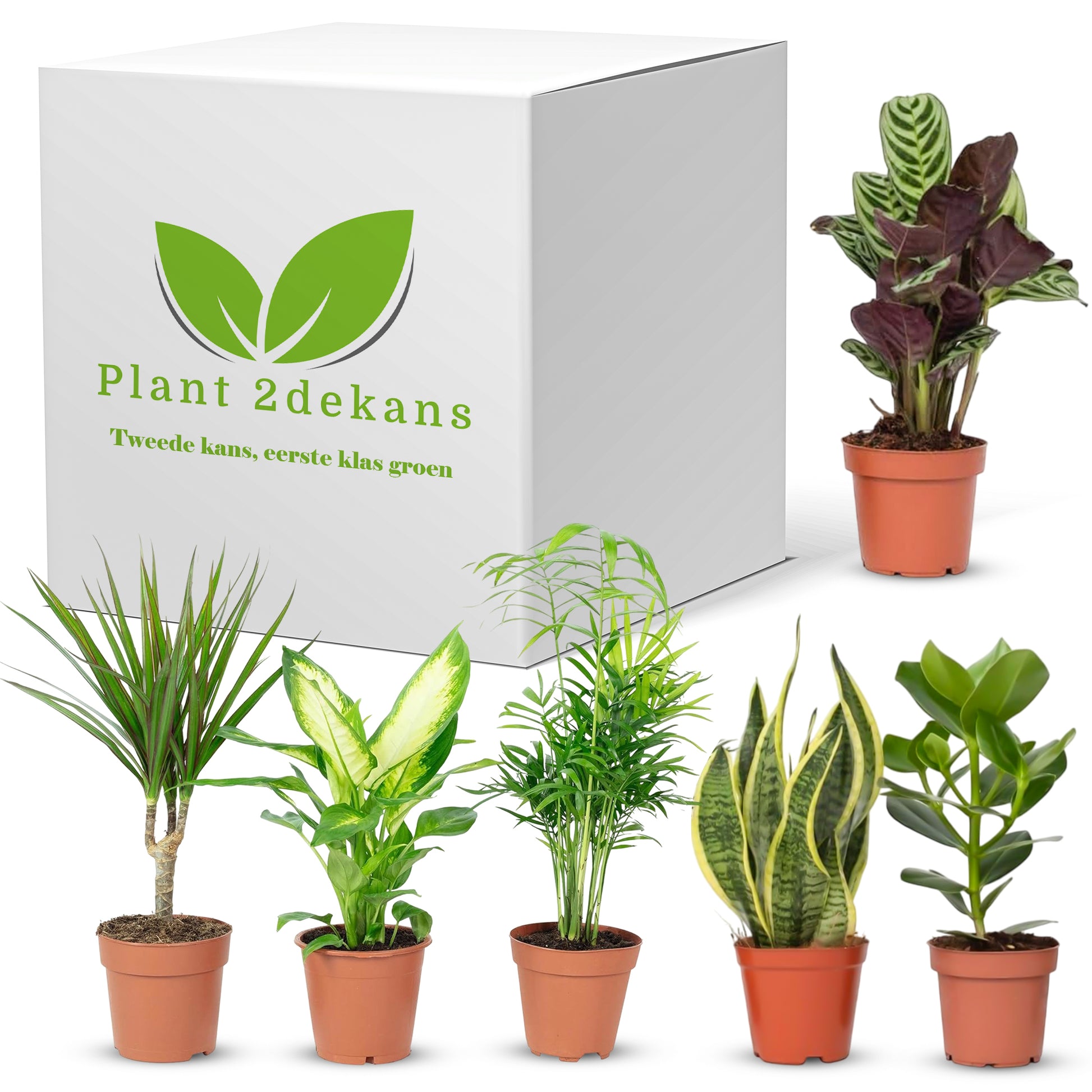 Kamerplanten Kneusjes box (6 stuks)