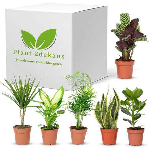 Kamerplanten Kneusjes box (6 stuks)