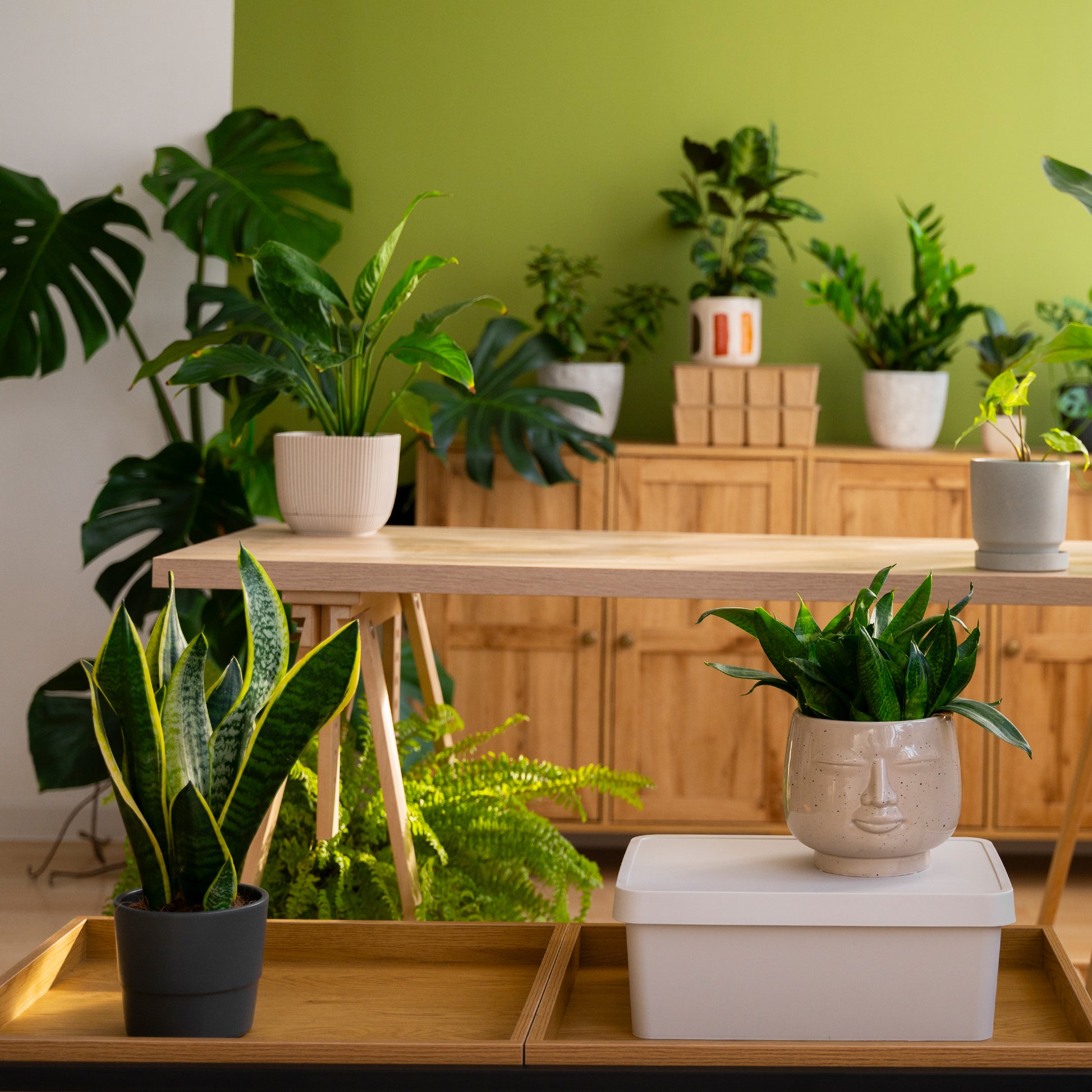 Kamerplanten Kneusjes box (6 stuks)