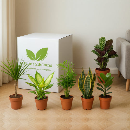 Kamerplanten Kneusjes box (6 stuks)
