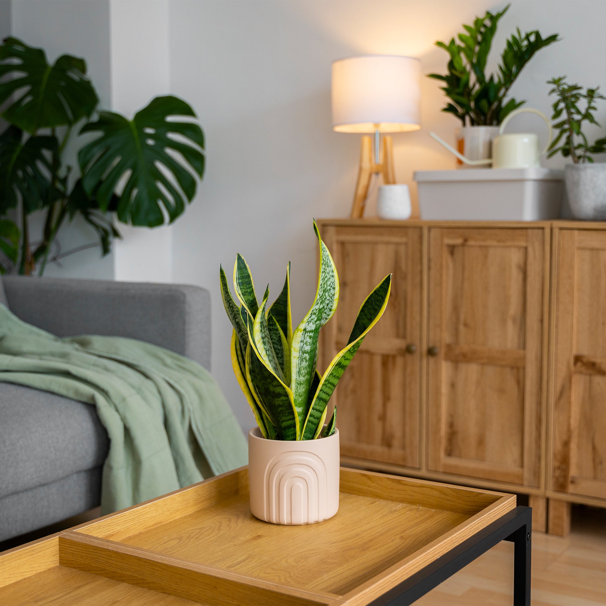 Kamerplanten Kneusjes box (6 stuks)