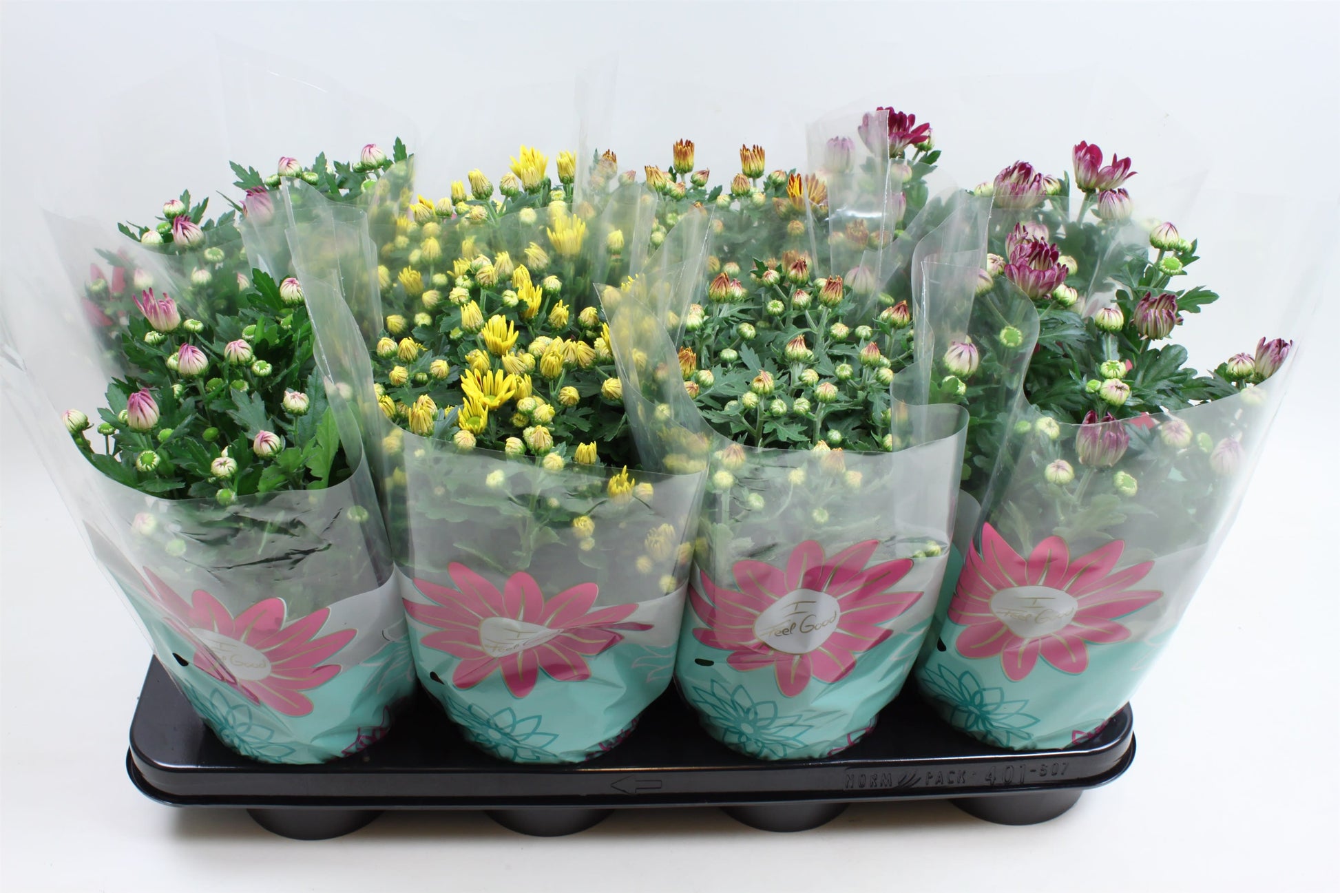 Potchrysanten Speciaal 6 stuks verschillende kleuren