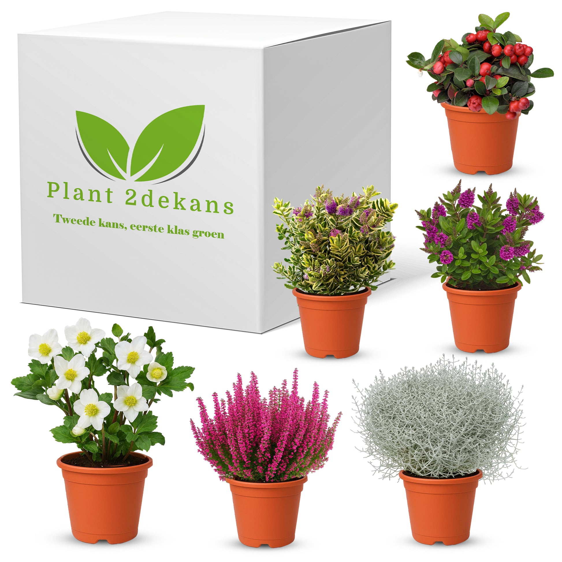 Buitenplanten  Kneusjes box (6 stuks)
