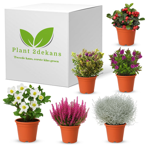 Buitenplanten  Kneusjes box (6 stuks)