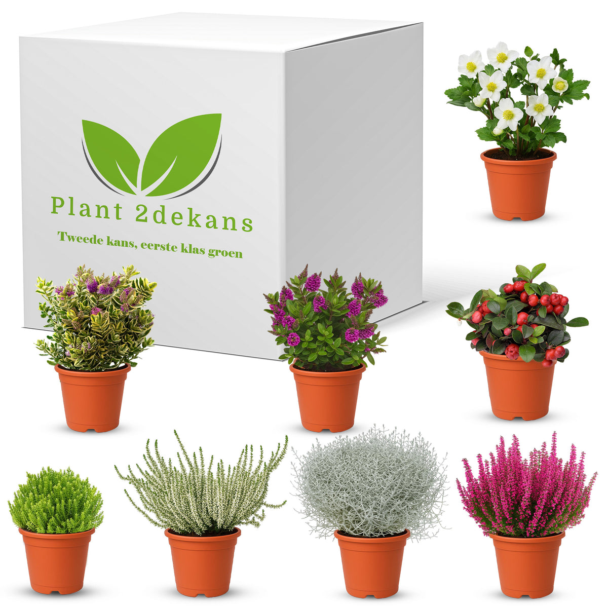 Buitenplanten Kneusjes box (8 stuks)