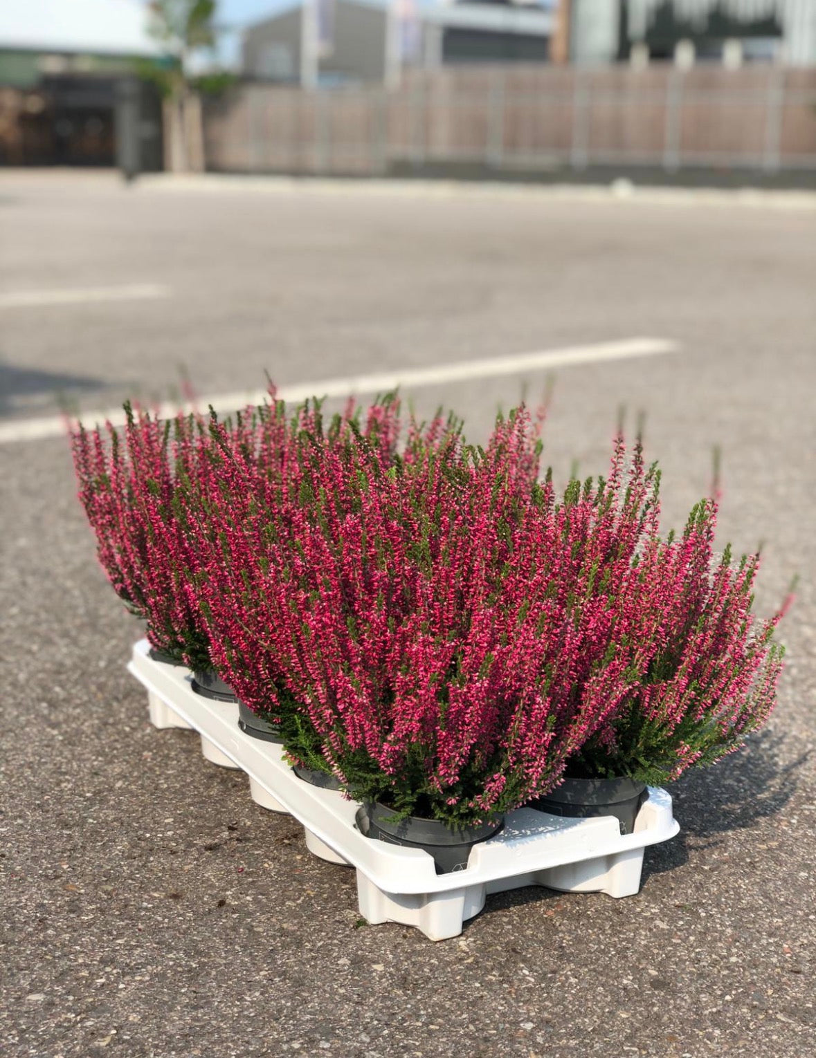 10 stuks Calluna Heide Beauty Ladies - Heideplant - Rood - Winterhard- Potmaat 11 cm