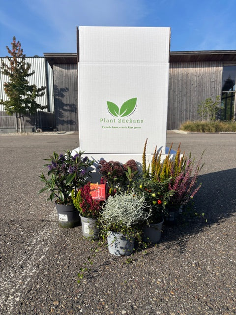 Buitenplanten Kneusjes box (8 stuks)