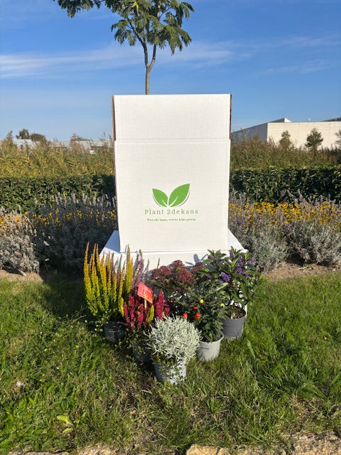 Buitenplanten Kneusjes box (12 stuks)