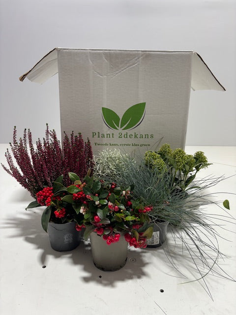 Buitenplanten  Kneusjes box (6 stuks)