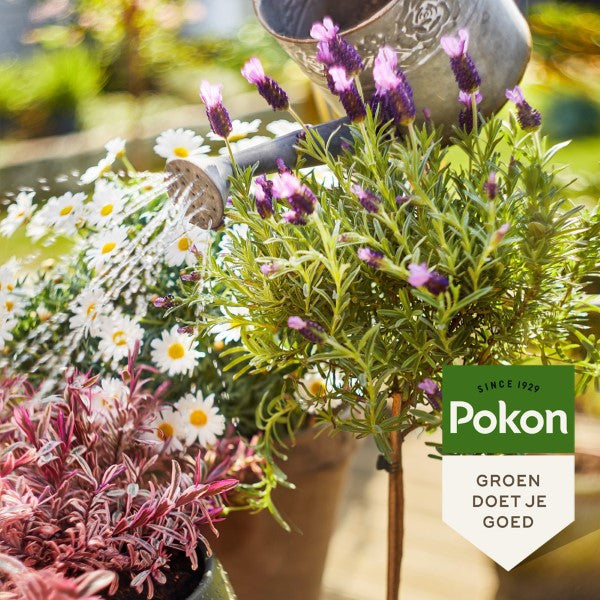 Pokon bio terras & balkon planten voeding (500 ml)