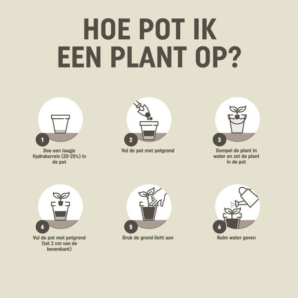 Pokon potgrond | 10 liter
