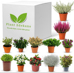 Buitenplanten Kneusjes box XL (16 stuks)
