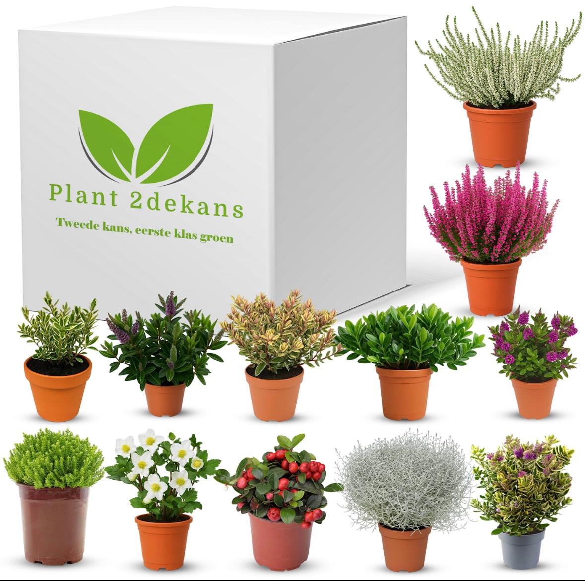 Buitenplanten Kneusjes box (12 stuks)