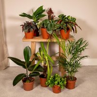 Kamerplanten Kneusjes box (6 stuks)