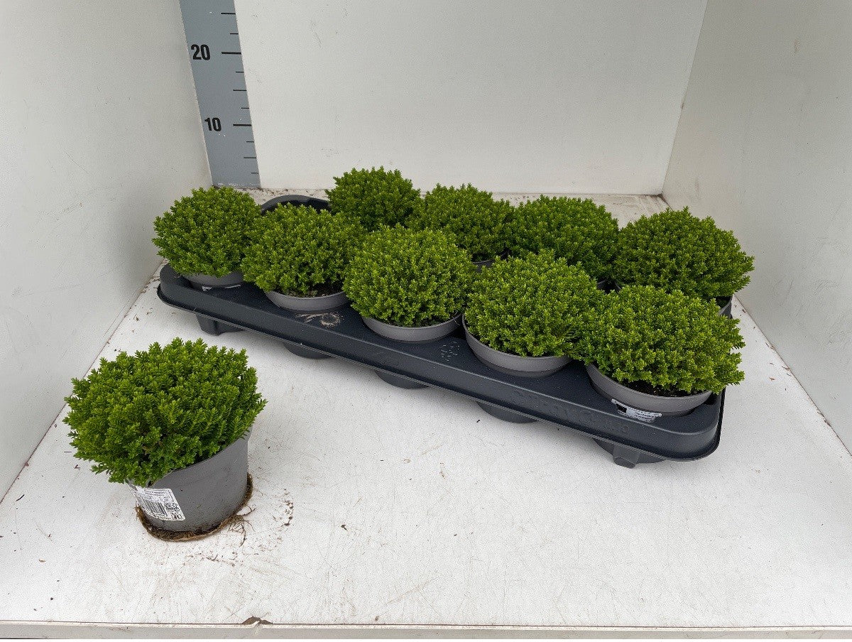 10 stuks Hebe Green globe - winterhard potmaat 10,5cm