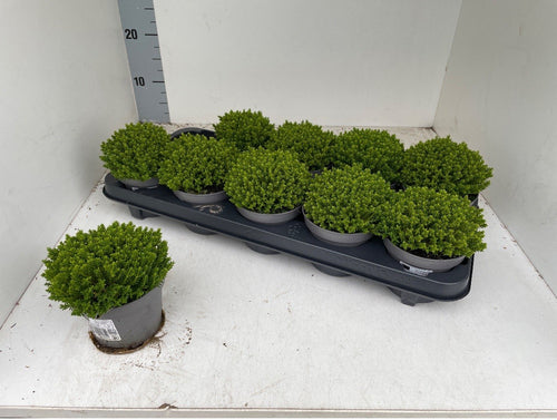 10 stuks Hebe Green globe - winterhard potmaat 10,5cm