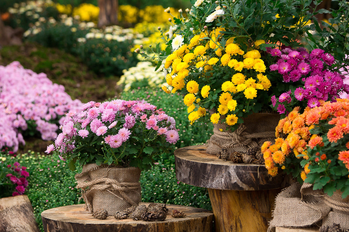 Winterharde Buitenplanten  Kneusjes box (16 stuks)