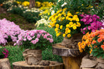 Winterharde Buitenplanten  Kneusjes box (16 stuks)