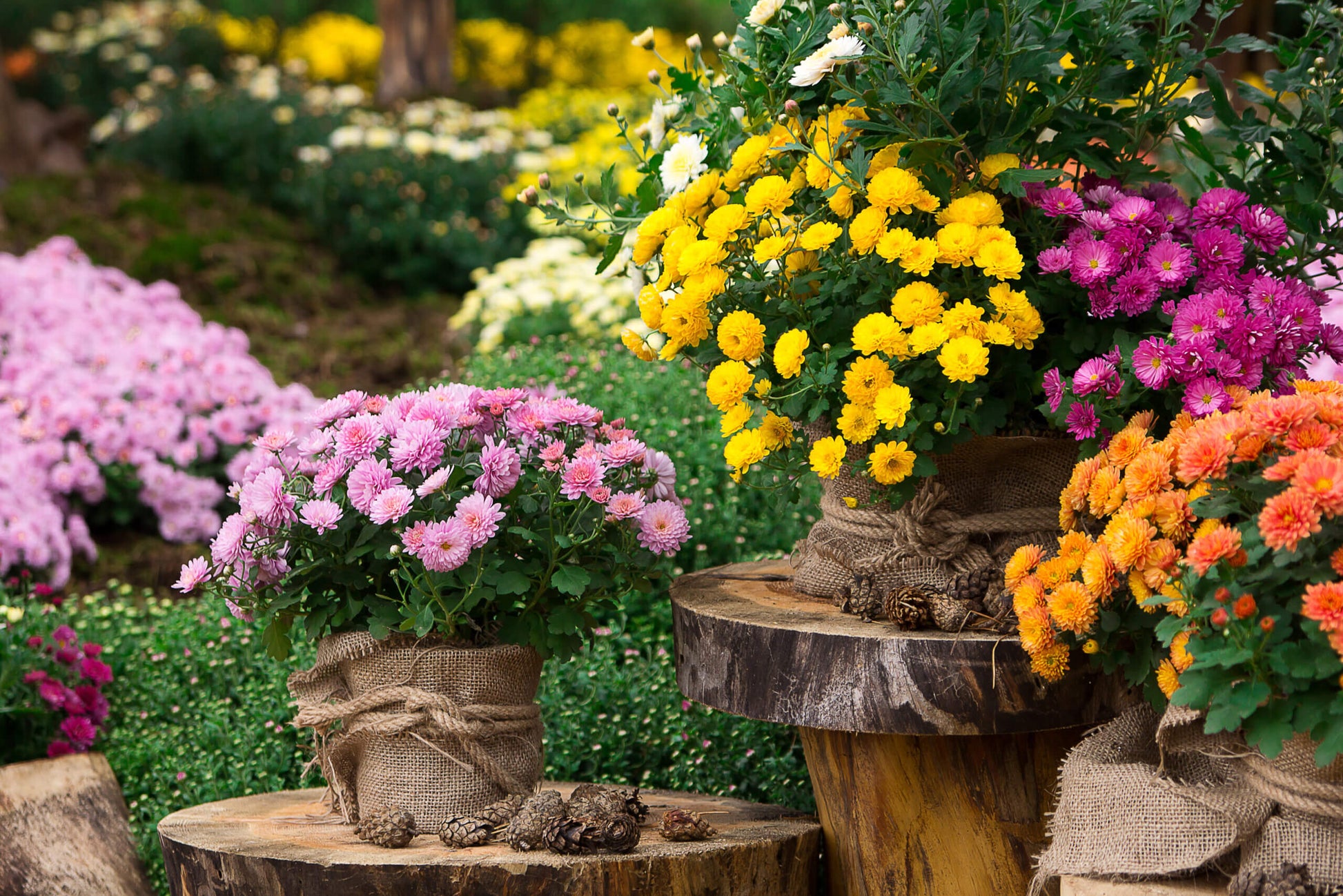 Potchrysanten Speciaal 6 stuks verschillende kleuren