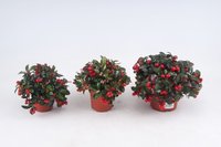10 stuks Gaultheria Procumbens - Bergthee plant - Rood - Potmaat 10 cm - Bergthee Planten - Buitenplanten