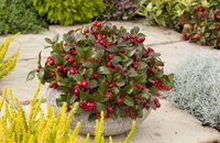 10 stuks Gaultheria Procumbens - Bergthee plant - Rood - Potmaat 10 cm - Bergthee Planten - Buitenplanten