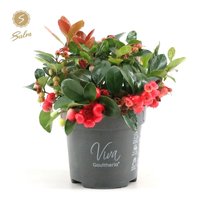 10 stuks Gaultheria Procumbens - Bergthee plant - Rood - Potmaat 10 cm - Bergthee Planten - Buitenplanten